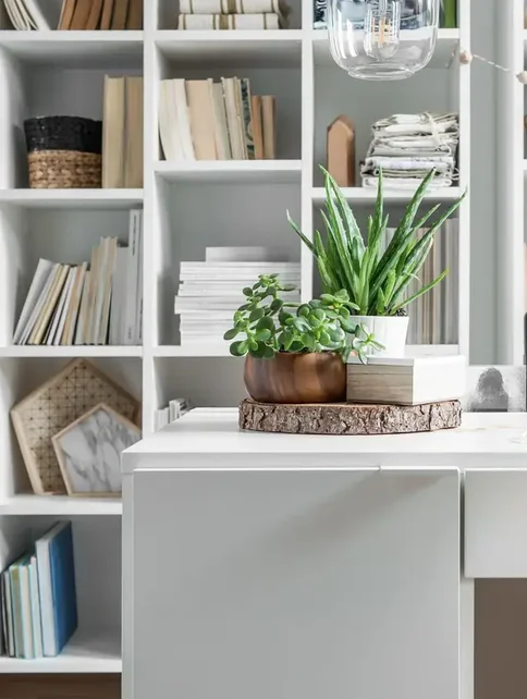 aloes i grubosz na białej szafce z biblioteczką